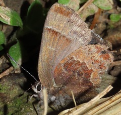 Callophrys guatemalena