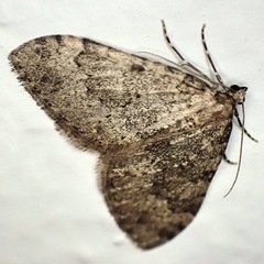 Nebula ibericata