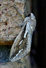 Abantiades labyrinthicus