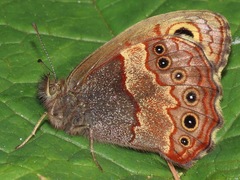 Paramacera xicaque