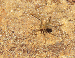 Loxosceles amazonica