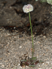 Eriogonum nudum scapigerum