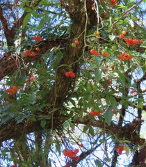 Solanum appendiculatum