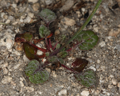 Eriogonum nudum scapigerum