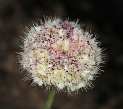Eriogonum nudum scapigerum