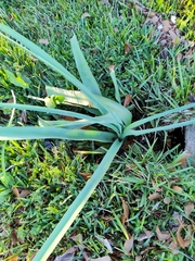 Crinum bulbispermum