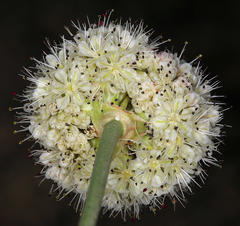 Eriogonum nudum scapigerum
