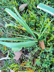 Crinum bulbispermum