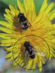 Eristalis croceimaculata