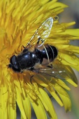 Eristalis croceimaculata