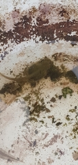 Ranoidea caerulea
