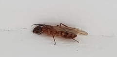 Camponotus