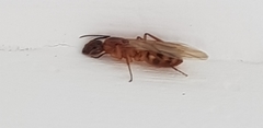 Camponotus