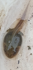 Ranoidea caerulea