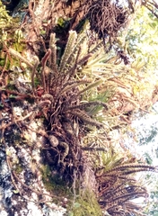 Pleopeltis hirsutissima