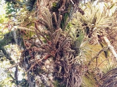 Pleopeltis hirsutissima