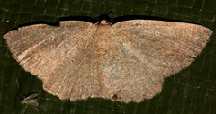 Casbia melanops