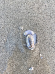 Olivancillaria