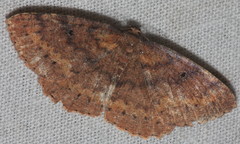 Casbia melanops