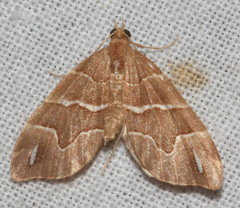 Chaetolopha leucophragma