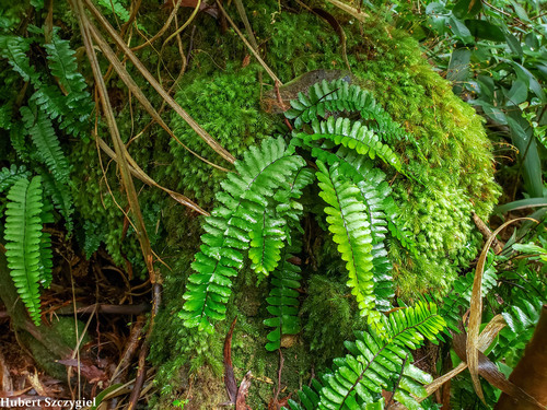 Asplenium normale iNat (3)