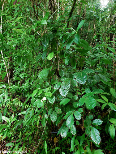 Polyscias guilfoylei observed 2021-12-24