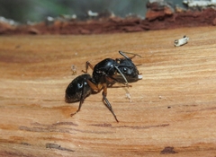 Camponotus renggeri