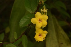Mandevilla rugellosa