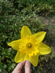 Narcissus pseudonarcissus
