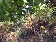 Tillandsia stricta