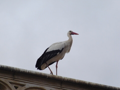 Ciconia ciconia