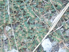 Euphorbia thymifolia