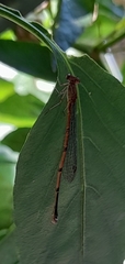 Oxyagrion terminale