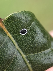 Tetraleurodes perileuca