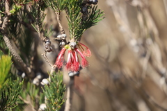 Melaleuca gracilis