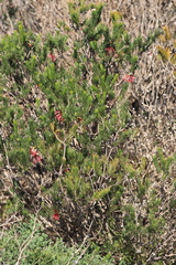 Melaleuca gracilis