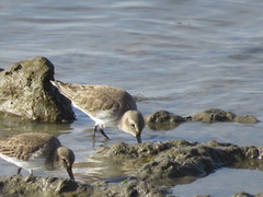 Calidris alpina