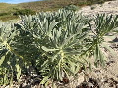 Tournefortia gnaphalodes