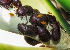 Coleoptera