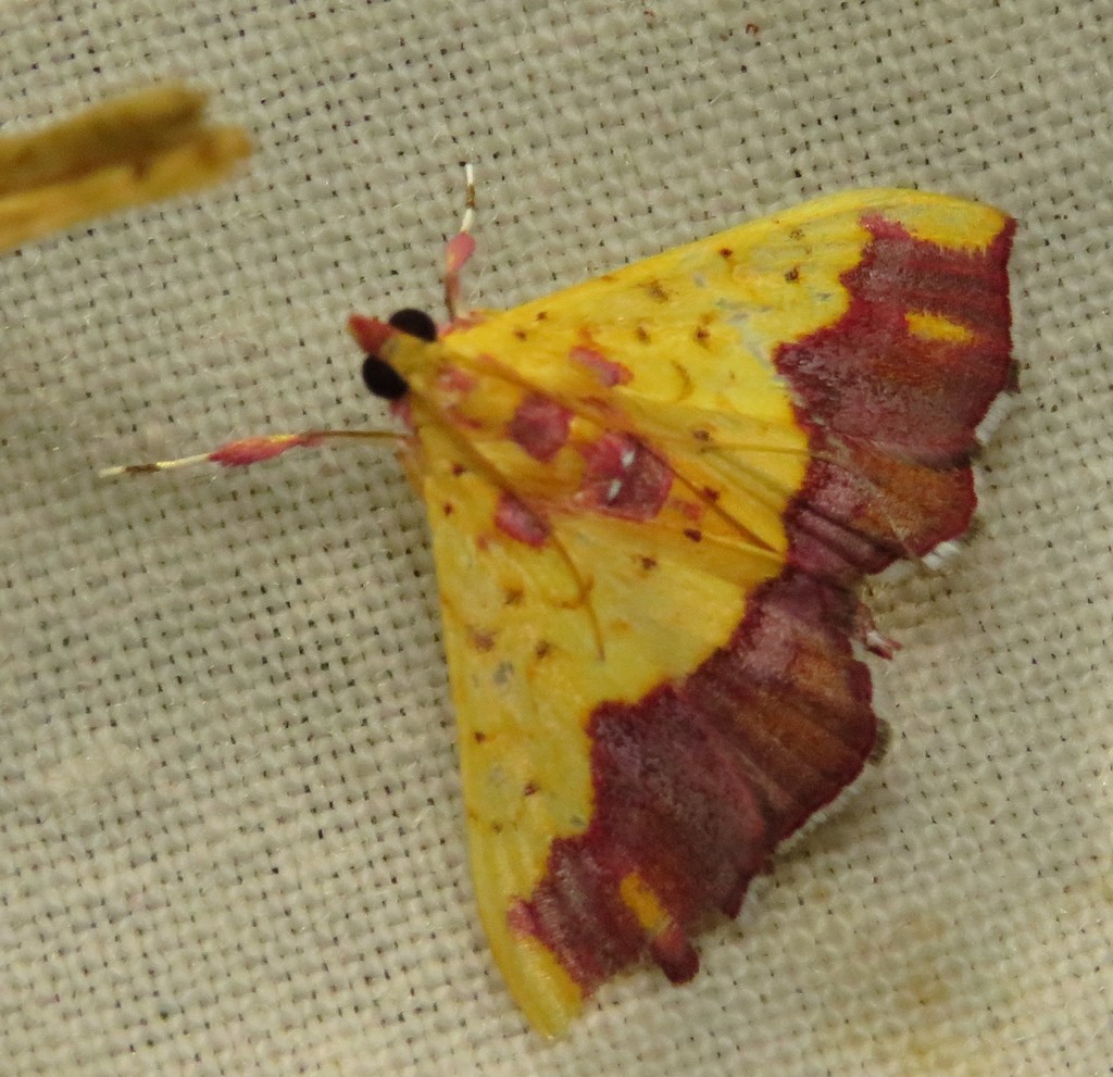 Isocentris thomealis