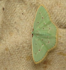 Comostolopsis rubristicta