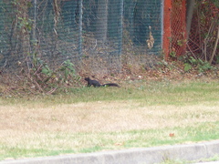 Sciurus carolinensis