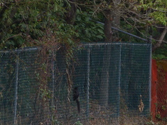 Sciurus carolinensis