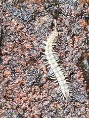 Brachydesmus superus