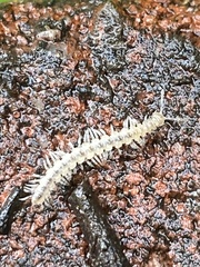 Brachydesmus superus