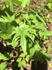 Dioscorea brachybotrya