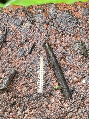 Brachydesmus superus