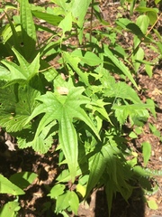 Dioscorea brachybotrya