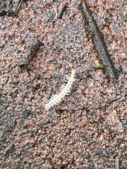 Brachydesmus superus