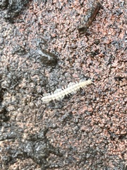 Brachydesmus superus